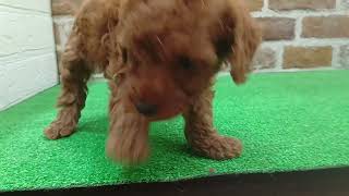 トイプードルの動画01