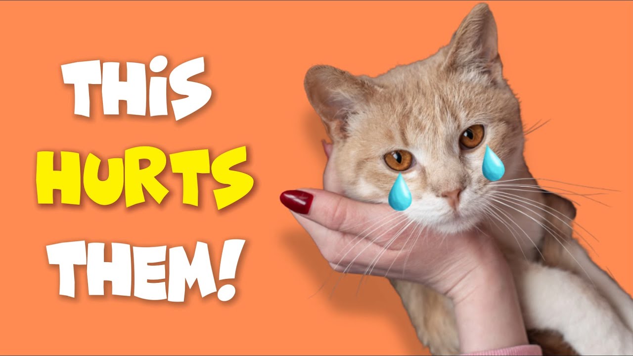 This Hurts Your Cat – Common Mistakes You’re Probably Making