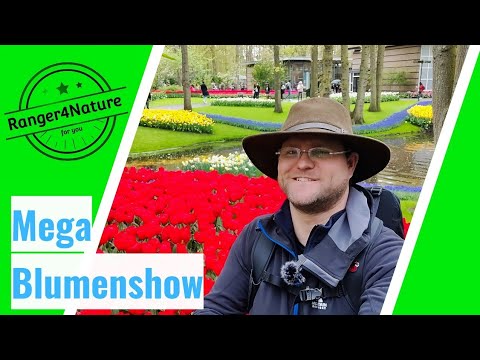 Keukenhof - TRAUMHAFTER  Showgarten 🌷 bei AMSTERDAM der BEGEISTERT 🤯 #ranger4nature
