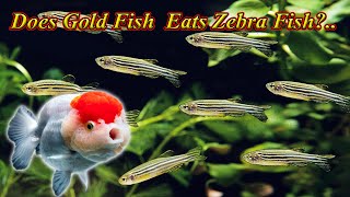 Do Gold Fish Eat Zebra Fish ( Danios )? Can We Put Them In Same Tank? Problems / Fish Aquarium Tamil