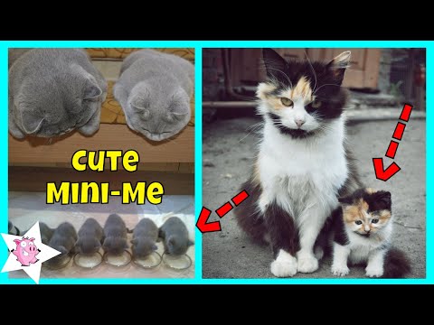 Adorable Cats With Their Cute Mini-Mes | Adorable Cats And Kittens Video
