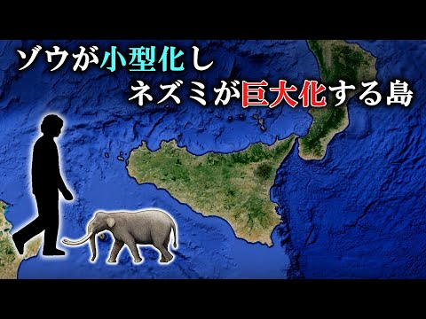 頭索動物について詳しく解説