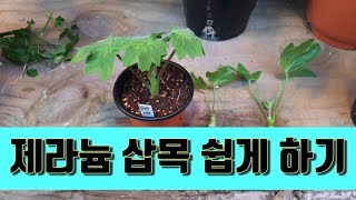 제라늄 삽목 이보다 더 쉬울 수 없다