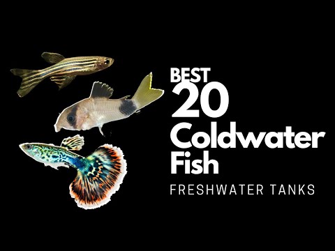 Best Coldwater Fish 🐠(explained) in 12 minutes!