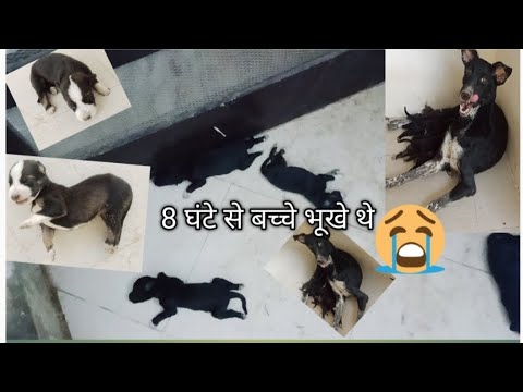 😭8घटे से बच्चे भूखे थे #dog#cutedogs dog lover dogs