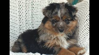 Video preview image #1 Miniature Australian Shepherd Puppy For Sale in NEW HOLLAND, PA, USA
