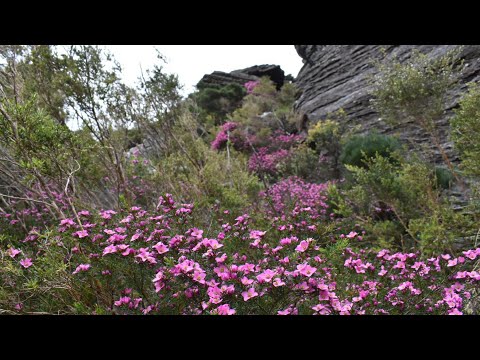 (#189) Western Australia Stirling Range Protea Party @ 3000'