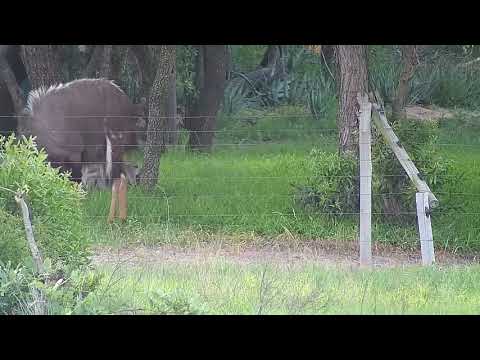Djuma: Swainson's Spurfowl, Nyala bulls and Impala ram - 17:34 - 11/28/21