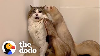 Cat Loves To Wrestle With His 5 Ferret Siblings | The Dodo by The Dodo