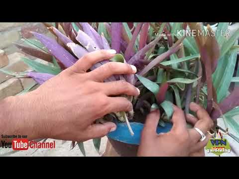 Rio plant, rio bicolour, boat lily, rhoeo, oyster, red sister plant care रियो प्लांट, बोट लिली