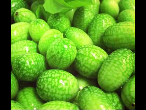 download lagu mp3 mp4 Cucamelon Nutrition Facts, download lagu Cucamelon Nutrition Facts gratis, unduh video klip Cucamelon Nutrition Facts