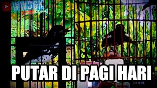 Download lagu Terapi anis kembang di pagi hari, menambah semangat burung berkicau mp3 Download lagu Terapi anis kembang di pagi hari, menambah semangat burung berkicau mp3