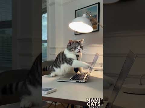 Cat Quits Job via Zoom Rage Quit#CatZoom. Tag a friend who wants to quit like this! 😹