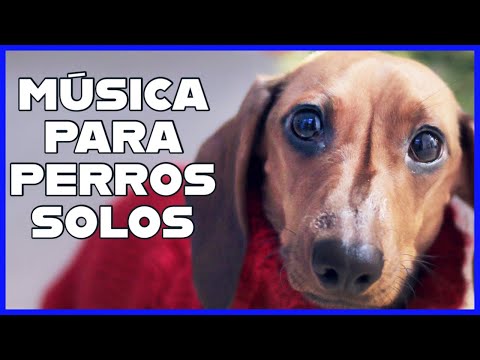 La mejor Música para DEJAR PERROS SOLOS EN CASA   24/ 7  2022