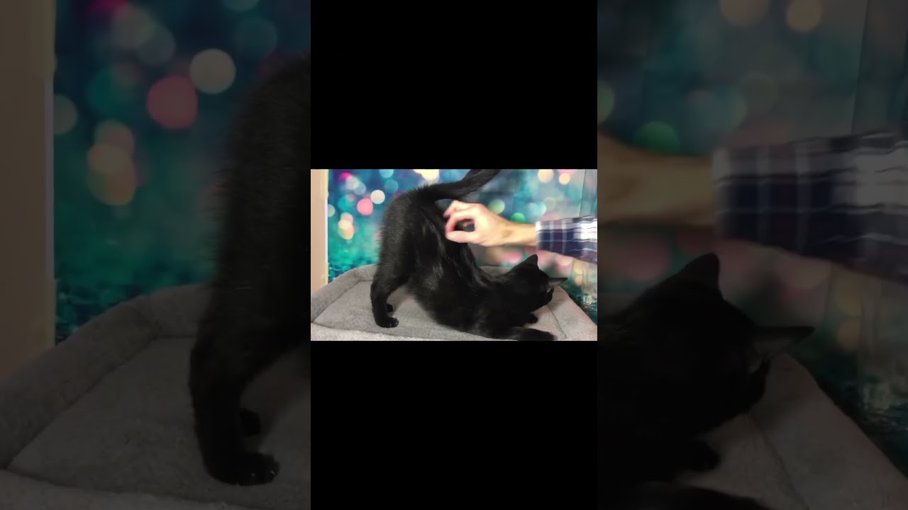 Enlarge Lorelai, a Adoptable Domestic Short Hair in Greensburg, PA video 5/6