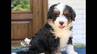 Video preview image #1 Bernedoodle (Miniature) Puppy For Sale in NARVON, PA, USA