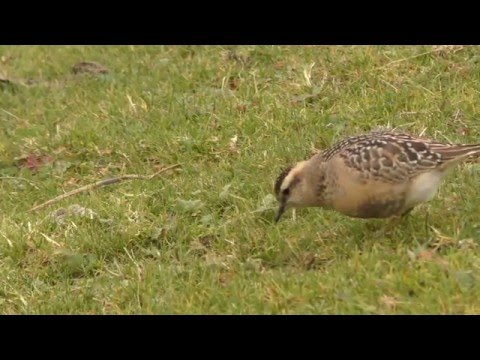Mornellregenpfeifer im Jura - Pluviers guignards