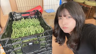 【作業配信】今日もせっせとお仕事🫛