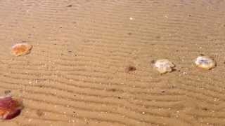 preview picture of video 'Jellyfish rests on the beachfront in Frösakull Sweden.'
