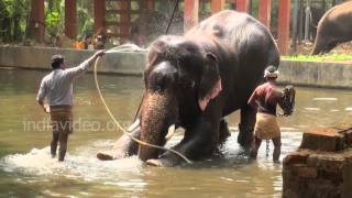 Elephant Bathing in Guruvayoor, Kerala
