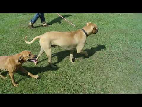 Rex, an adopted Yellow Labrador Retriever & Terrier Mix in Allentown, NJ_image-1