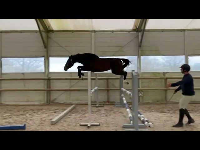 4 ans hongre par Kassander van&rsquo;t roosakker