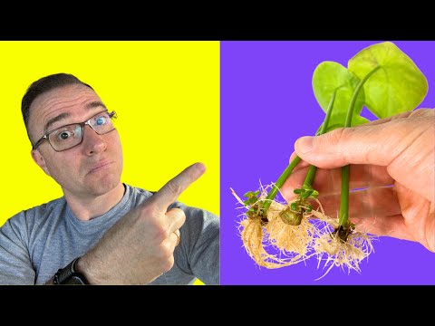 Cool Ways to Propagate Pilea Peperomioides!