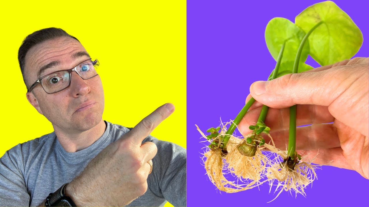 Cool Ways to Propagate Pilea Peperomioides!