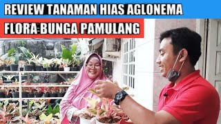 Download lagu Review tanaman hias aglonema di flora bunga pamulang mp3