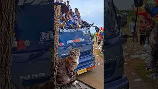 Download lagu Kucing kaget sound horeg lewat mp3 Download lagu Kucing kaget sound horeg lewat mp3