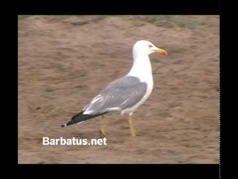 Gaviota patiamarilla ( Larus michahellis ) Yellow-legge