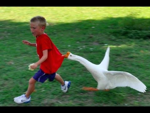 Angry birds and Goose attack people compilations - When Animals gone crazy