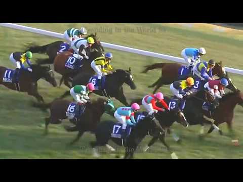 これは彼のチャンピオンです26/November/2017 Cheval Grand 37th Japan (GI）