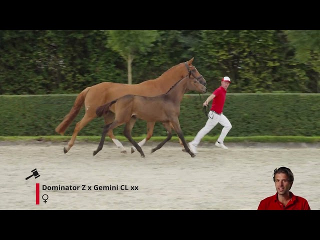 Donna van't Groene Woud R Z