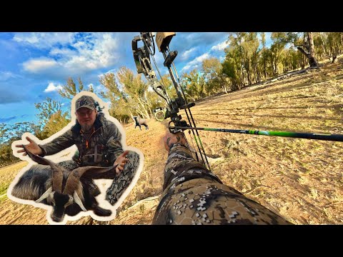 Billy Goats down - could have derailed my bow