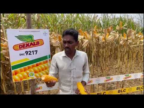 DeKalb  9217 – పచ్చదనంతో నిండిన మొక్కజొన్న పంట 🌾 | Bayer Crop Science India | Telugu Testimonial 1