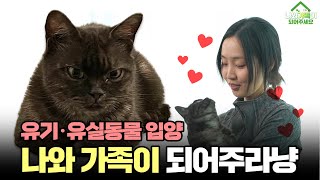 나와 가족이 되어주세요! 유기·유실동물 입양 캠페인_고양이편