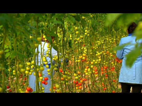 Günün tələbi -23.11.2021