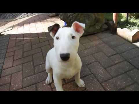 English Bull Terrier Puppy 12Weeks Old