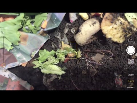 Vermicomposting
