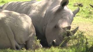 preview picture of video 'Rhino filmed on safari in Kenya, Africa'