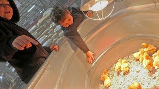 How to resist the pressure to buy chicks at farm store chick days