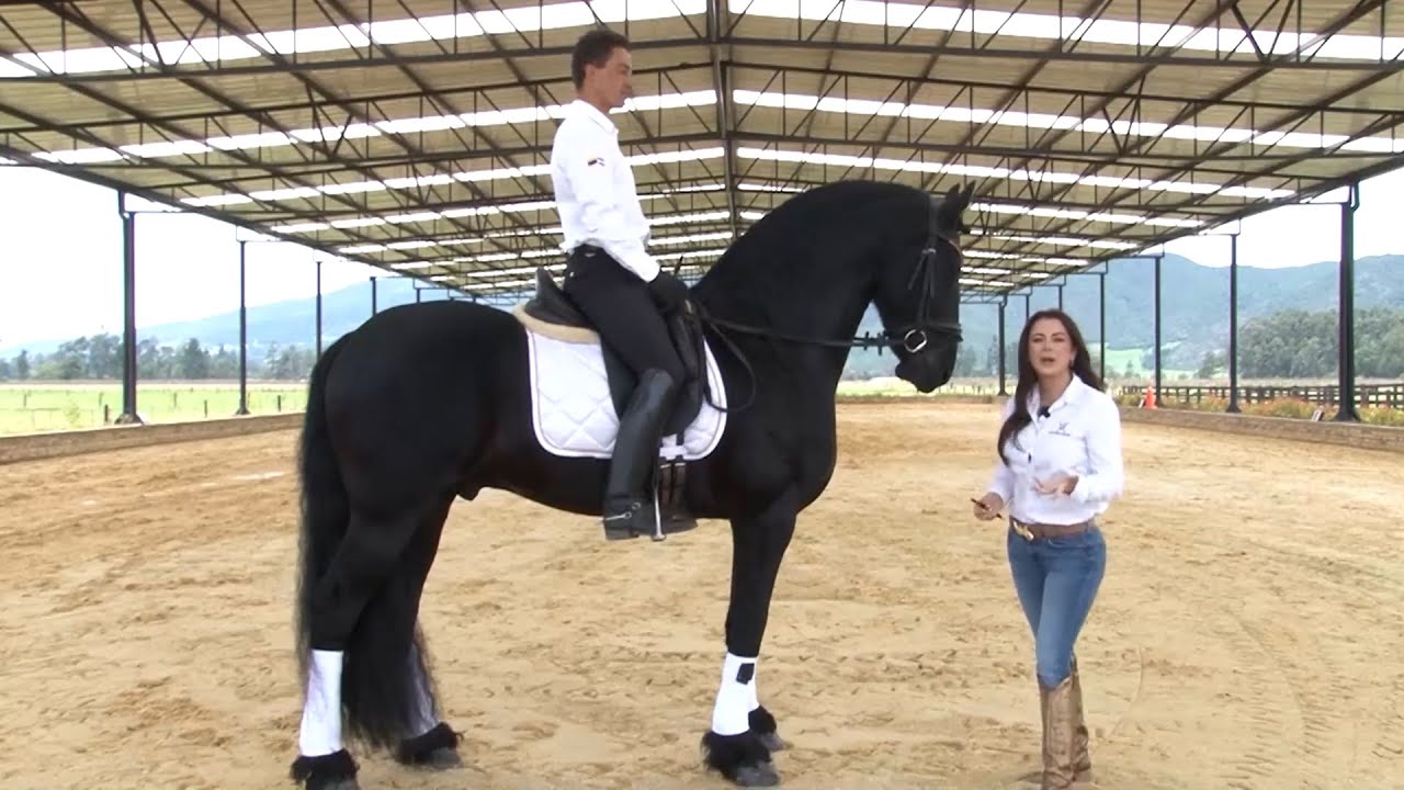 CABALLOS EUROPEOS  FRISONES, BARROCO PINTO , GYPSY VANNER   CRIADERO DILUO   BRICEÑO   CUNDINAMARCA