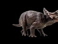 Little Bill The Zoo My Pet Elephant Credits Dino Dan Version