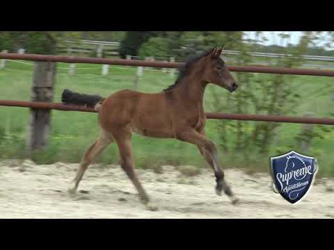 'FINDERS KEEPERS' 2021 Filly by Fusionist