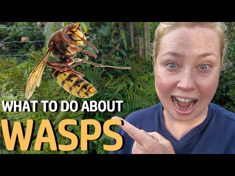 What to do about Wasp Nests - 10 Tips for Dealing with Wasps from a Professional Pest Controller