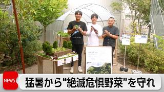猛暑から先端技術で「絶滅危惧野菜」を守れ　遮熱効果で農業用ハウスの地温を下げる魔法の素材とは？会場では期間限定メニューも