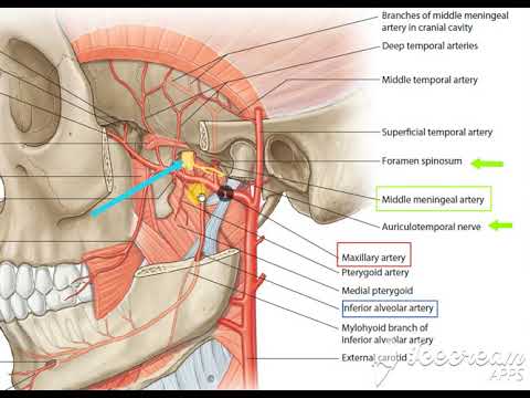 Maxillary artery 1