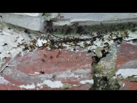 Close Up of Odorous House Ants Eating Our Bait in Spring Lake, NJ
