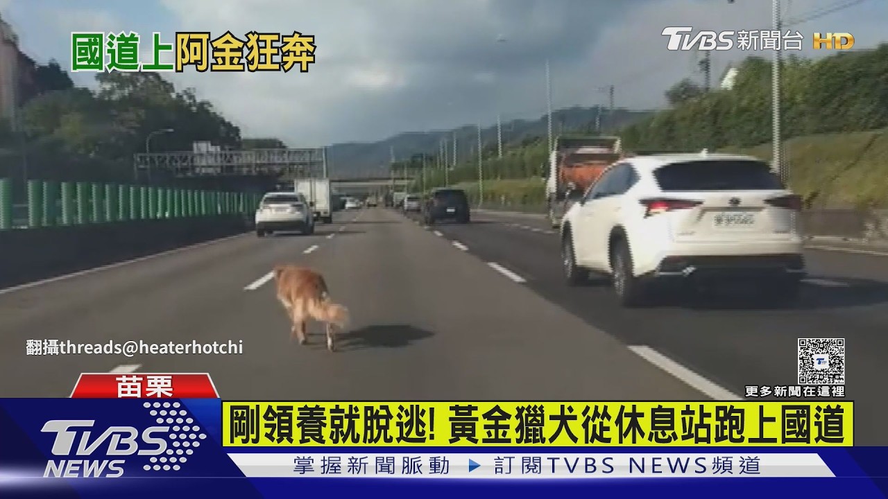 黃金獵犬國道狂奔! 熱心民眾聯手逮狗安置｜TVBS新聞 @TVBSNEWS02